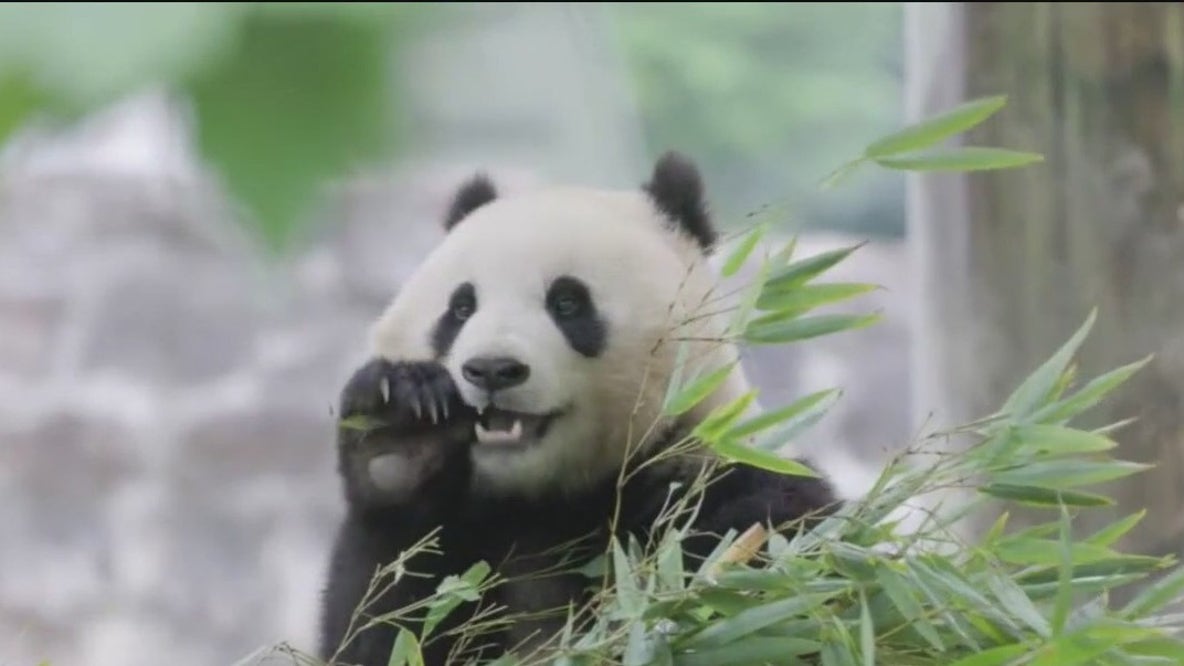 SF mayor's panda plan approved by Board of Supervisors
